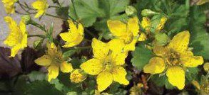 Plant Pick: Barren Strawberry