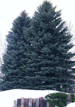 The Colorado Blue Spruce Tree