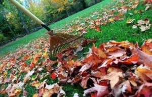 raking_leaves3-300x192 raking_leaves3
