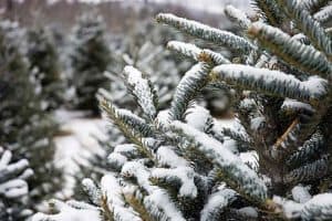 live christmas tree sustainable option