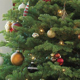Recycling Christmas Trees in Colorado