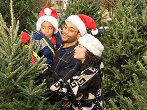 How to select and care for a real tree