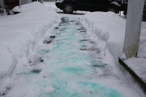 Winter Tip: Minimize Salt Damage to your Plants