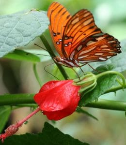 Attracting Wildlife to your Landscape