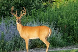 deer in garden landscape