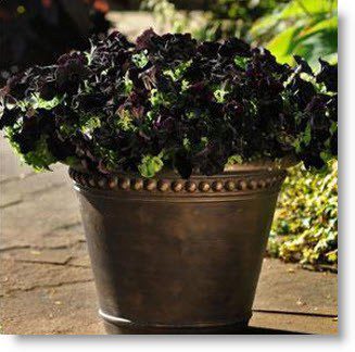 Bring Drama to the Garden with the Black Petunia