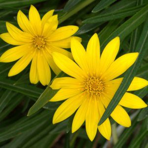 gazania-linearis-colorado-gold_xg_20090720_lah_7344