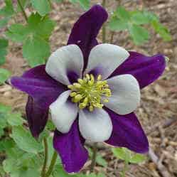 Plants to Brighten your Spring Garden