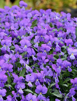 viola_corsica_mass