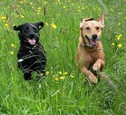 Know the Plants that are Toxic to your Pets