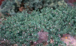 panchito manzanita shrub