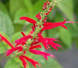 Easy-to-Grow Plants perfect for your Tea Garden
