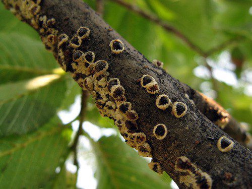 What to know about Protecting your Trees this Year