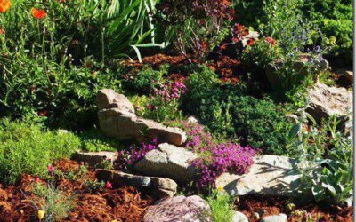 Mulch can help your plants beat the Heat