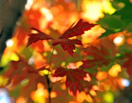Adding a little Autumn Interest in the Landscape