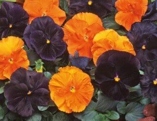 Fall Landscape Color: From Petunias to Pansies