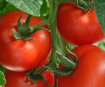 Ripening tomatoes on the vine in a Colorado backyard vegetable garden