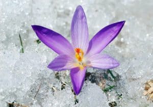 The Dangers of Low Snowpack in the Garden