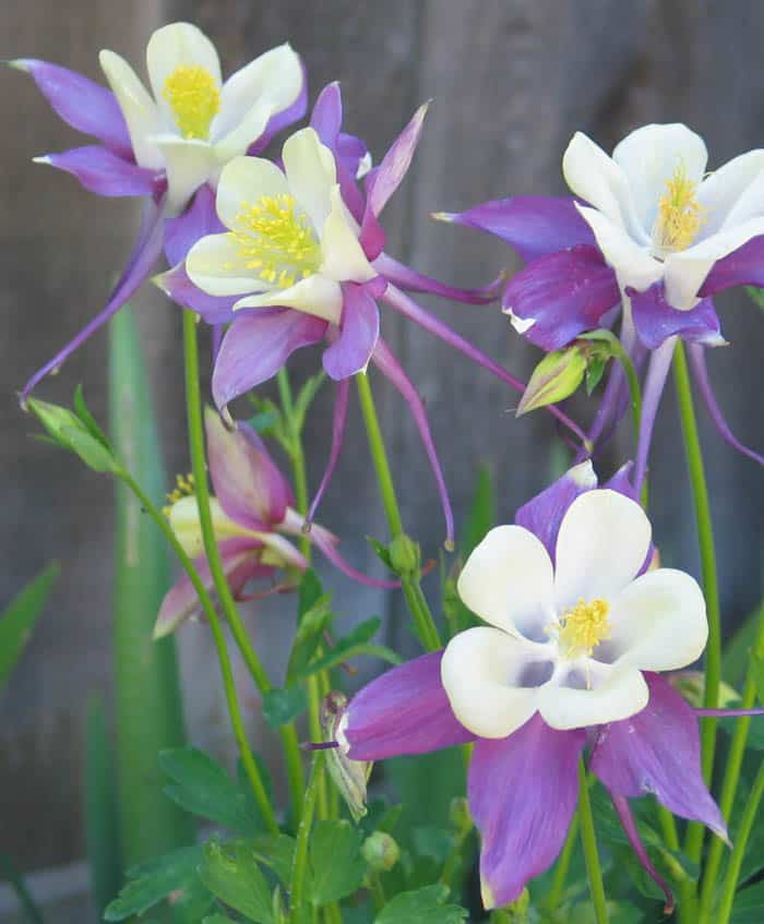 Columbine-Flower
