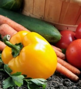 vegetable garden landscaping