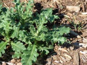common garden weeds