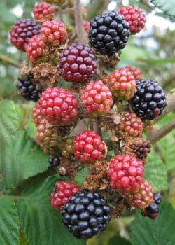 Summer Gardening Tips to put on the Calendar