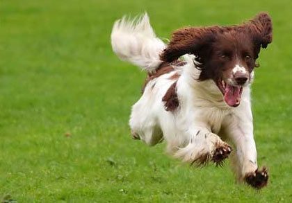 Tips to a Pet-Friendly Yard