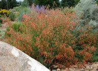 Perennials to Plant in August