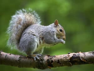squirrel in tree