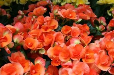 Annuals and Perennials that Love the Shade