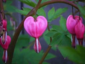 Pink BleedingHeart