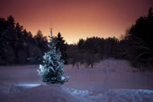 Christmas tree in calm winter evening Christmas tree in calm winter evening