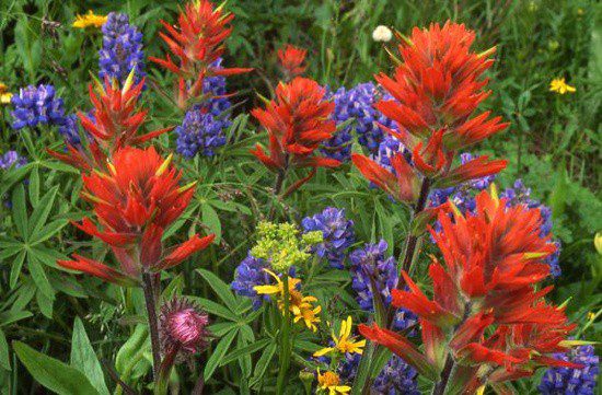 Consider Adding Firewise Plants in Your Landscape