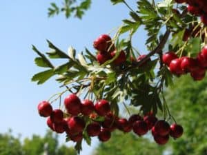 russian hawthorne tree fruit