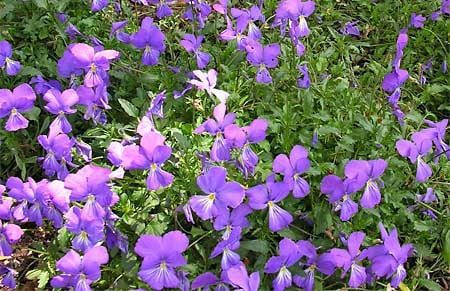 corsican violet firewise plants for colorado landscapes
