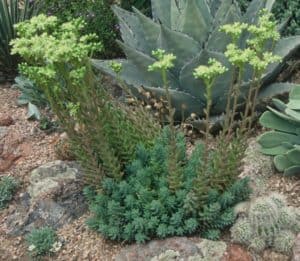 edum-sediforme-Agave-LSO-JPG-CROP1-1024x890