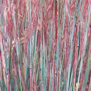 blue ornamental grass