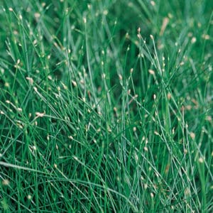 fiber optic ornamental grass