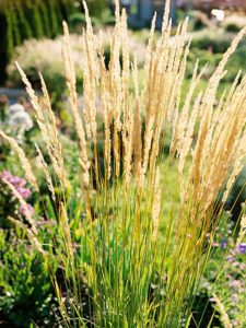 ornamental grass varieties