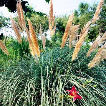 Low-Maintenance Ornamental Grasses Great for Colorado Landscapes
