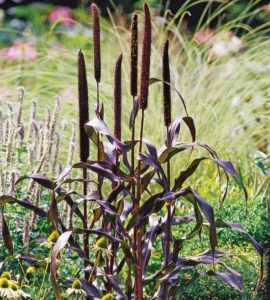 purple millet ornamental grass