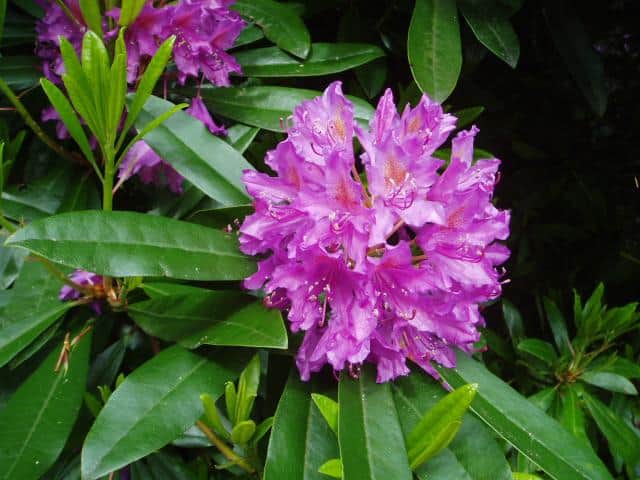 rhododenron a rhododendron