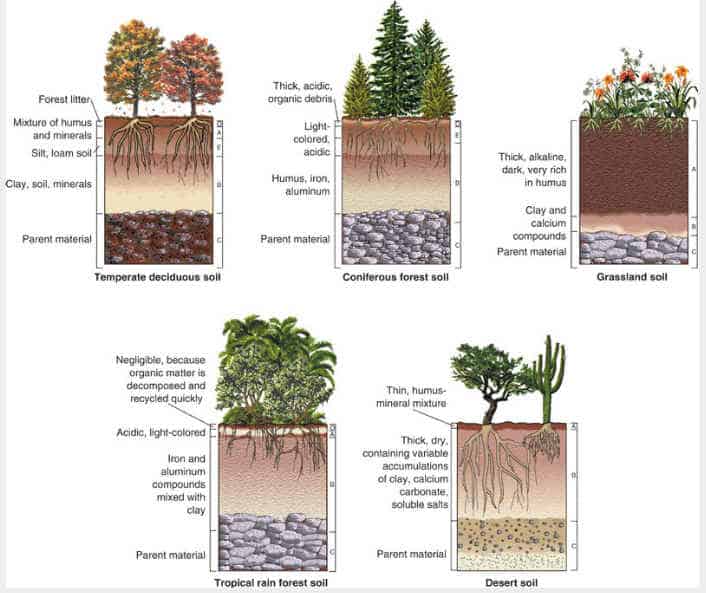 soil profiles for ecosystems a soil profile