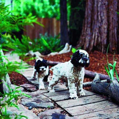 Landscape Design Tips for Pets & Plants