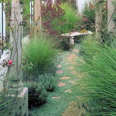 landscape design ideas ornamental grass bordering a walkway