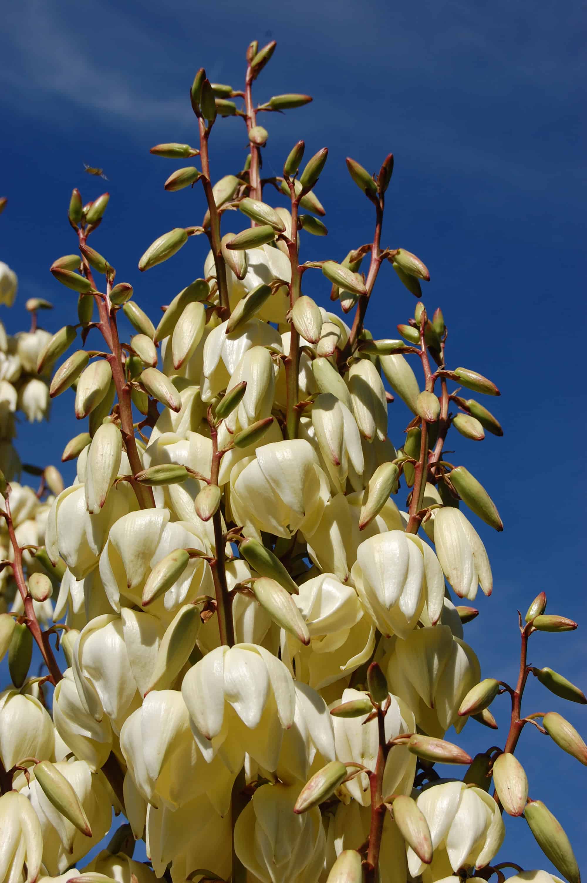 colorado landscaping yucca flower