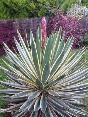 Why Yuccas are Our Best Friend