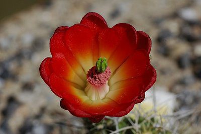 drought-tolerant plants