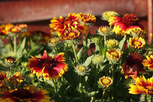 colorado gardening fall gardening