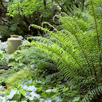 colorado gardening services low-water ferns